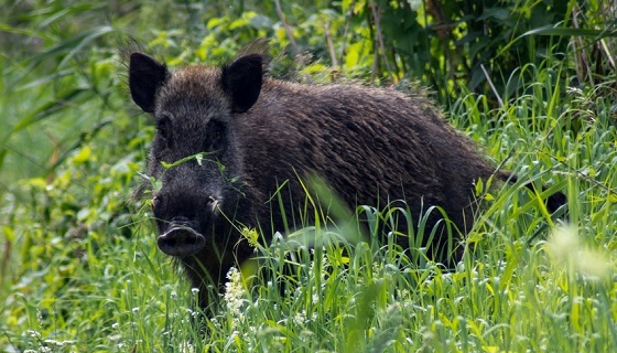 Marche: La giunta ha approvato il nuovo piano annuale di gestione del cinghiale