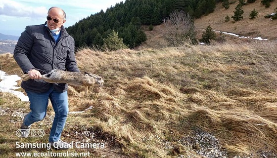 Immissioni di selvaggina: 130 lepri liberate sul territorio dell’Atc Vastese