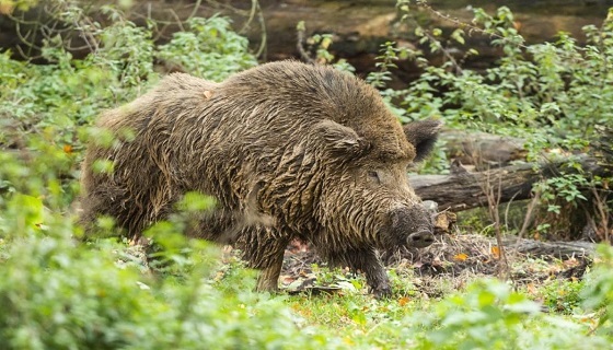 Rieti, peste suina. Preapertura della caccia vietata nella zona infetta