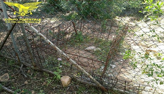 Sardegna: Crea abusivamente un’area per addestramento cani da caccia