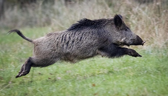 Latina, a rischio la stagione di caccia al cinghiale