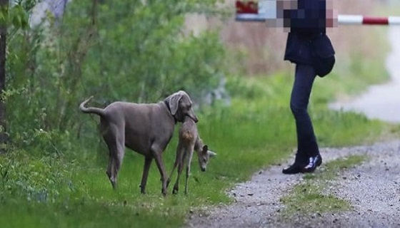 Bellinzona: La selvaggina azzannata dai cani