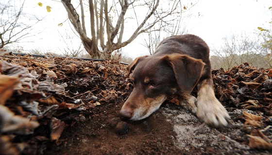 Cani da tartufo uccisi, è caccia ai colpevoli: indagini serrate