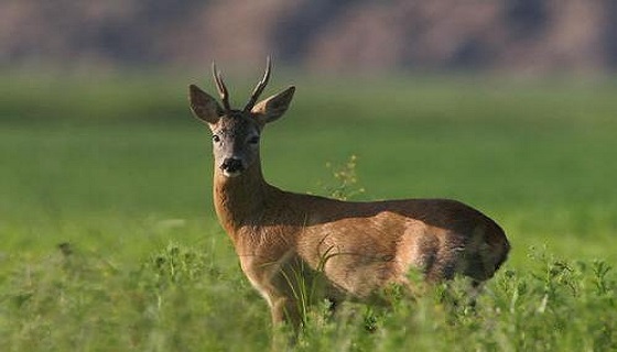 Stagione di caccia al via da oggi: il numero di caprioli è in calo. Solo da settembre si potrà sparare anche di domenica