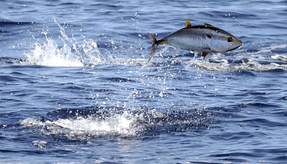 Gare di Pesca sportiva a Ostia e Torvaianica: le indicazioni della Capitaneria Di Porto