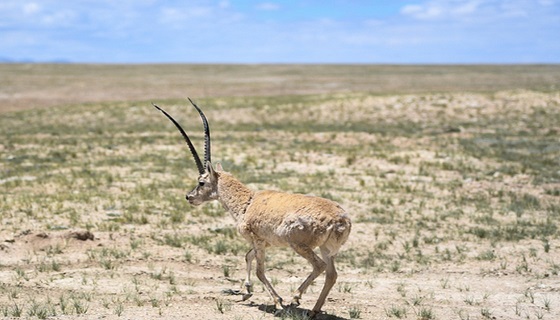 Animali, il Tibet migliora la natura e protegge la biodiversità: la strategia per la fauna selvatica