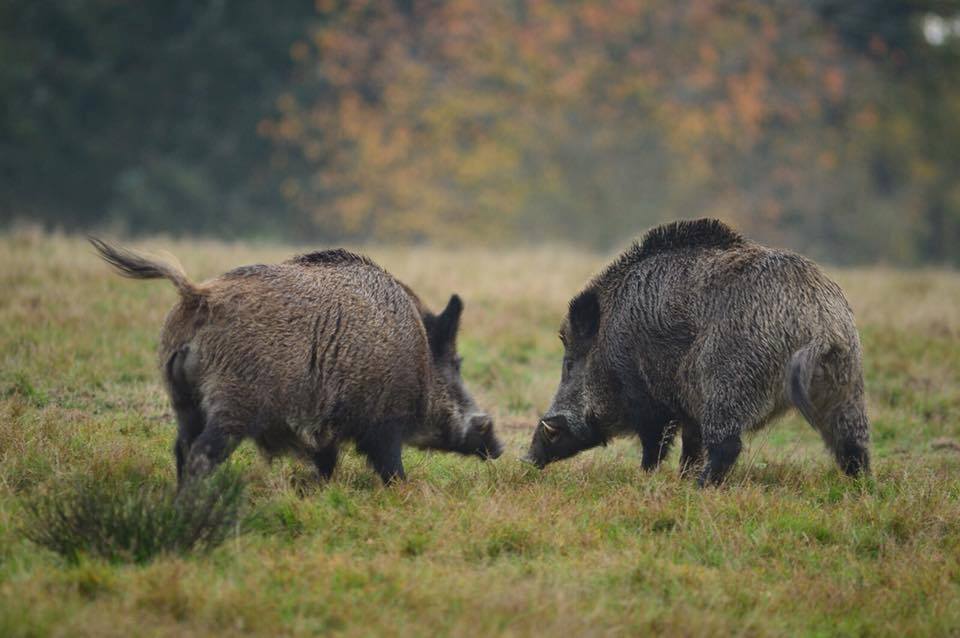 cinghiali2 Proficuo incontro tra  ATC CZ2  e  le squadre di caccia al cinghiale