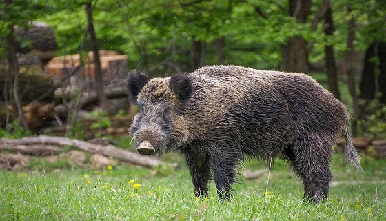 Maxibattuta sul Sebino: 150 i cacciatori impegnati contro i cinghiali