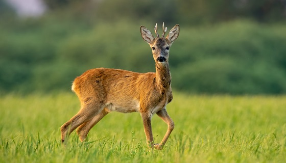 Acquasanta, prima abbatte un capriolo durante la caccia al cinghiale, poi lo macella. Denunciato cacciatore