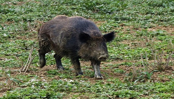 Puglia: Parere negativo di ISPRA al prolungamento del prelievo del cinghiale.