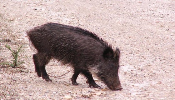 Uccidono un cinghiale lanciandogli dei sassi e diffondono il video su internet: denunciati