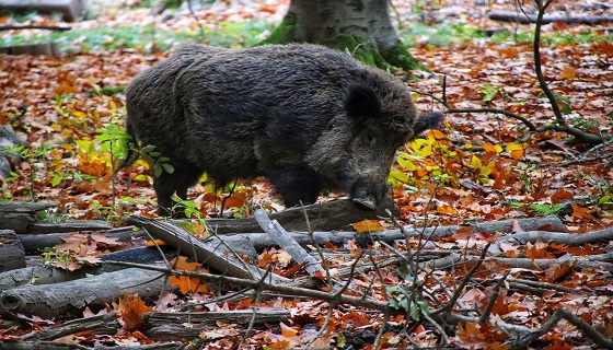 Attaccati da un cinghiale, due turisti belgi si rifugiano su un albero e vi trascorrono la notte!