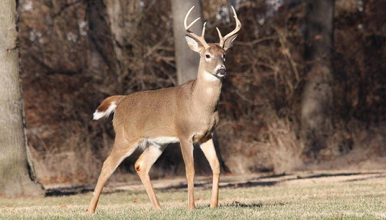 Covid: cervi a New York con Omicron, primi animali selvatici contagiati