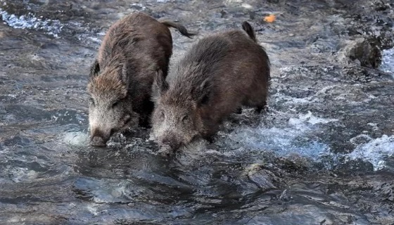 Piemonte: Consiglio aperto sulla peste suina