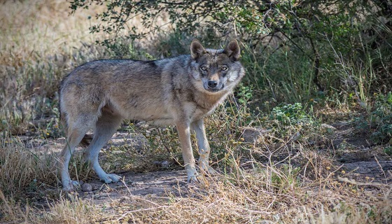 Lupi: allevatore mise ‘taglia’, CC lo convocano in caserma