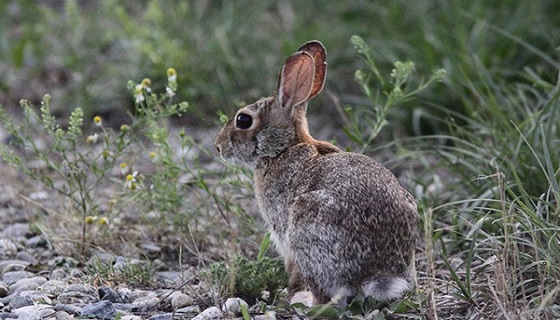 Parco Altomilanese: “Al via le catture di migliaia di conigli e mini-lepri”