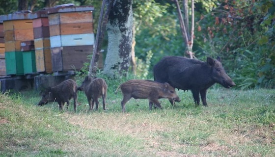 Fauna selvatica: «Sette interventi urgenti per contrastarne la crescita. Vera e propria emergenza»