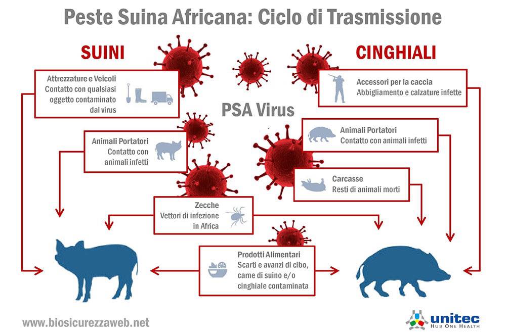 Peste-suina-africana-infografica “Non vogliamo che Piemonte e Liguria siano ghettizzate, l'obiettivo è eradicare la peste suina africana”