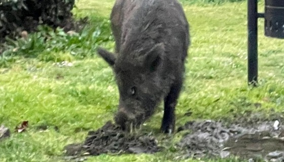 Larve di Trichinella in un cinghiale della provincia di Salerno