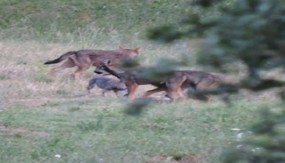 Capriolo sbranato dai lupi alle porte di Reggio Emilia