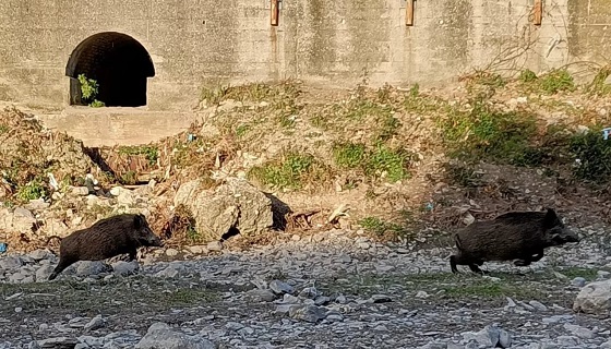 Genova, caccia grossa nel Bisagno: narcotizzato cinghiale claudicante