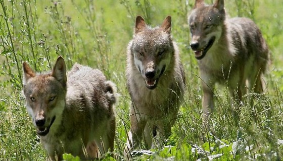 L’ALLARME: Attacchi di lupi in Puglia, è mattanza nelle stalle della Murgia