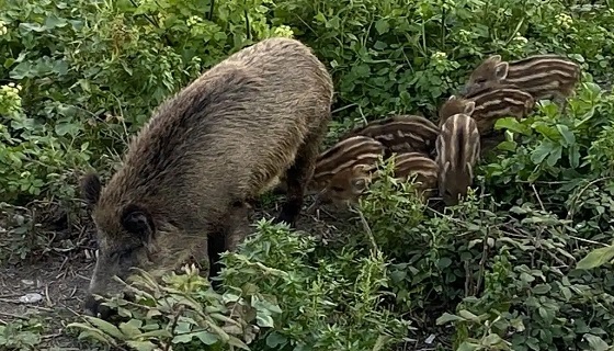 Emergenza peste suina, nel Lazio almeno 37 mila cinghiali da abbattere