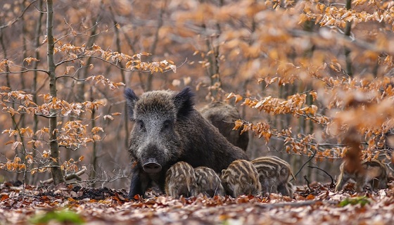 Tar revoca sospensiva su avvio caccia in Umbria