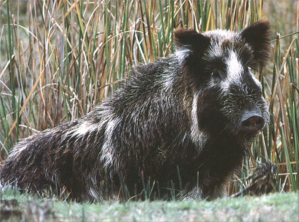 pigwild_dfg-1024x762 “Difficoltà a ridurre i cinghiali nel Piacentino”. Incontro in Provincia