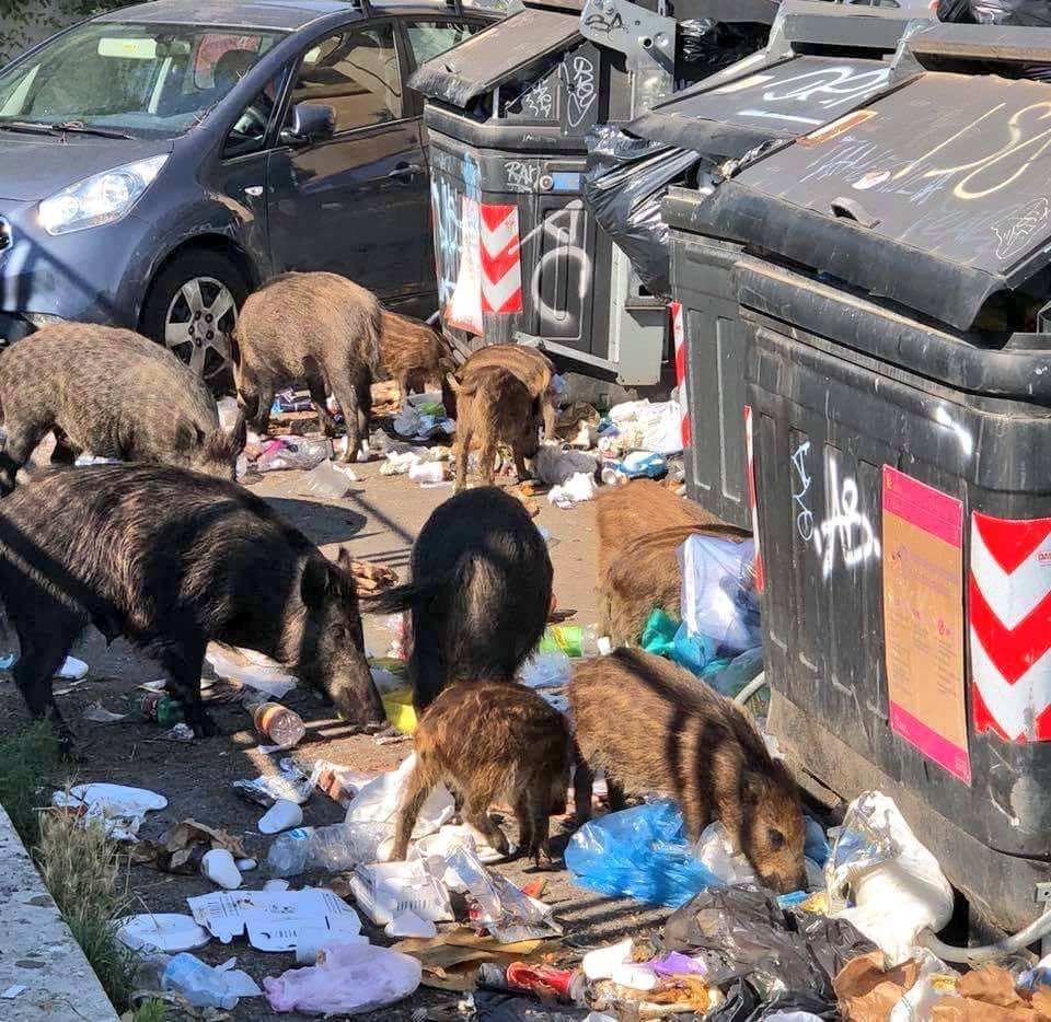 Df9dliyXUAEFZ16 Draghi sfida gli animalisti: sarà consentita per decreto la caccia al cinghiale nelle aree urbane