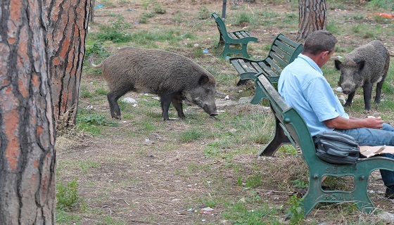 Draghi sfida gli animalisti: sarà consentita per decreto la caccia al cinghiale nelle aree urbane