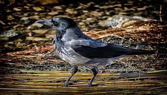 Lombardia: approvata preapertura a corvidi e caccia in deroga allo storno