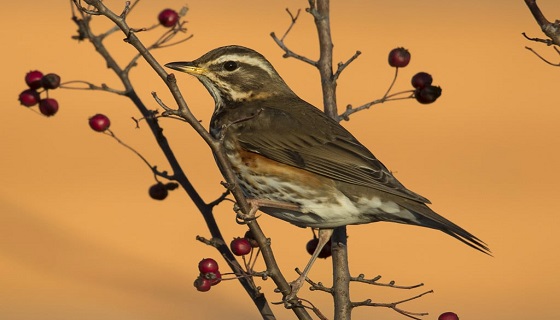 Un’app di birdwatching aiuta a capire il cambiamento climatico