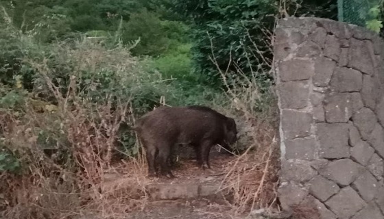 Nemi: Cinghiali a caccia di cibo dopo l’assalto dei visitatori della domenica