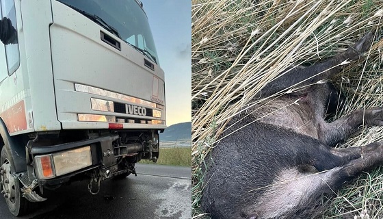 Camion travolge un grosso branco sulla Pedegarganica “Siamo vivi per miracolo”