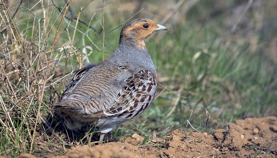 La Starna italica (Perdix perdix italica) reintroduzione nella ZPS Valle del Mezzano