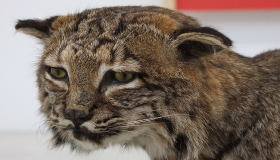 Il gatto selvatico Sardo