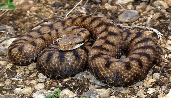 Bimbo di 4 anni morso da una vipera