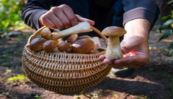 Non tutto il maltempo viene per nuocere: boom di funghi in tutta Italia