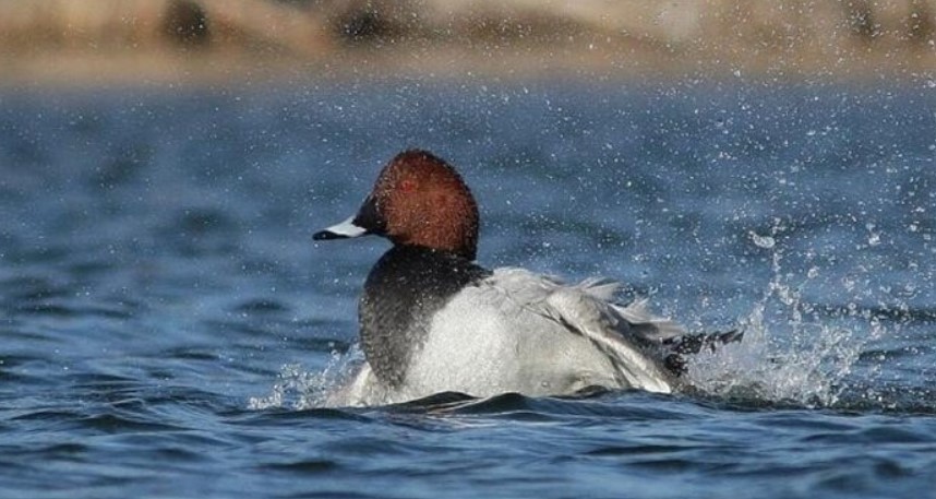 Immagine-2022-09-13-103347 Sardegna: il Tar sospende il prelievo dell'anatra tuffatrice