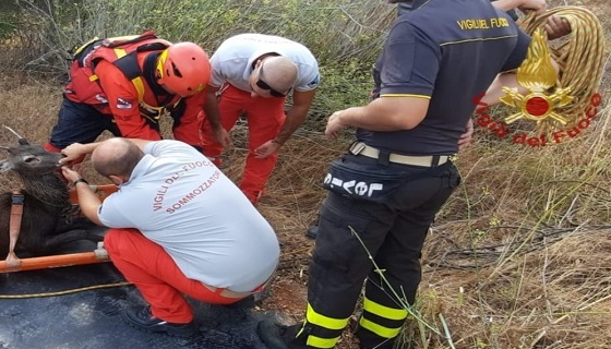 Castiadas: un cervo cade in un vascone, salvato dai vigili del fuoco