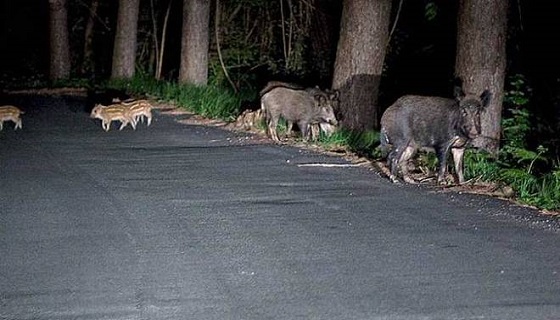 Fauna selvatica in eccesso, dalle borgate algheresi un appello al presidente Mulas