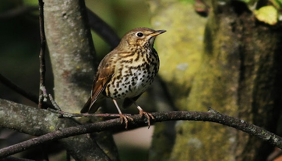 Arriva il tordo bottaccio (Turdus philomelos)