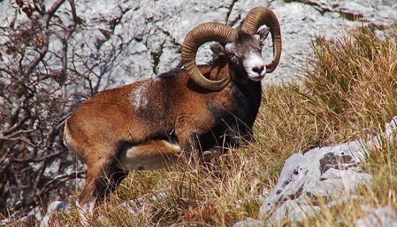 Mufloni del Giglio. Presunte aggressioni contro i cacciatori