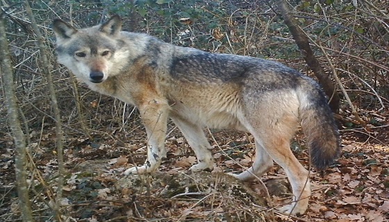 Nella vicina Svizzera si pensa ad una “stagione di caccia” per il lupo