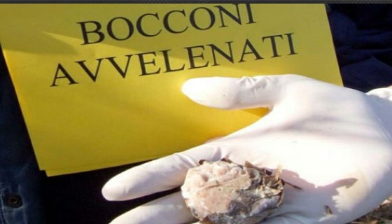 Cuneo, carabinieri forestali a caccia di “bocconi avvelenati”