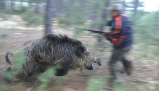 Cacciatore attaccato e ferito da un cinghiale nel Parmense