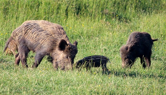 Svizzera: Caccia speciale estiva per ridurre i cinghiali