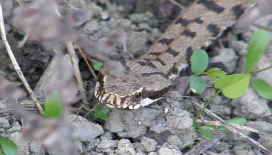 San Miniato: “Specie sparite, ma aumentano vipere e lupi”