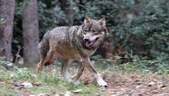 Paura in Valsusa: uomo con il cane aggredito da un branco di lupi